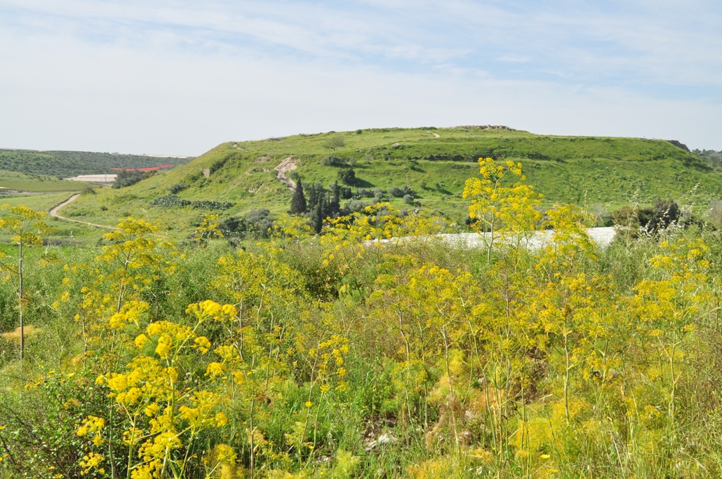 a green field with yellow flowers