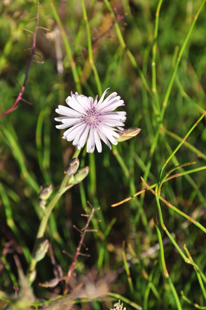 a purple wildflower