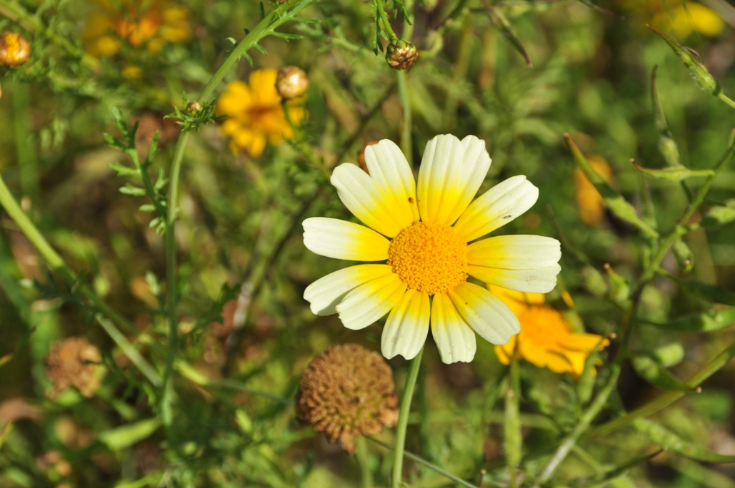 yellow wild flower