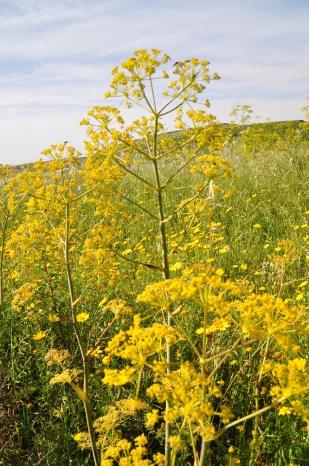 yellow wild flower